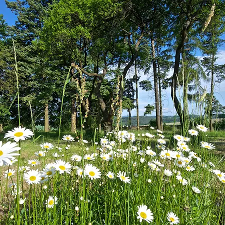 Отель Zamek - &